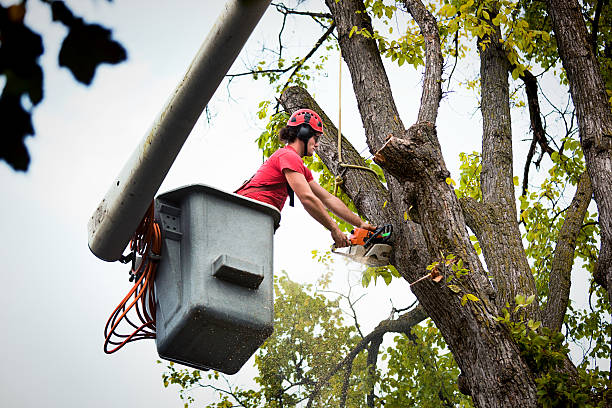 Emergency Storm Tree Removal